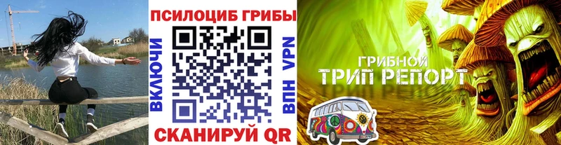 Галлюциногенные грибы Psilocybine cubensis  купить  цена  Чадан 