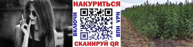 наркотики  Чадан  OMG как войти  Марихуана Amnesia 